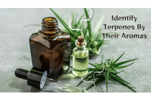 How To Identify Terpenes By Their Aromas And Understanding Their Effects