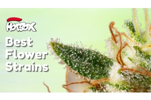 Best Flower Strains From HOTBOX for Beginners